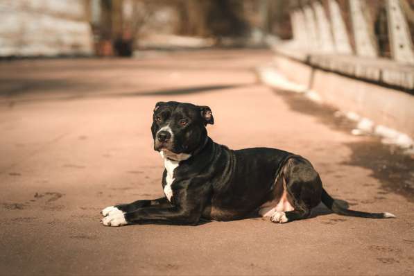 Молодой амстафф в добрые руки в Москве фото 4