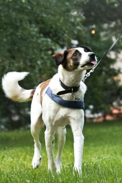 Познакомьтесь с невероятно спокойным и умным Арни! в Москве фото 3