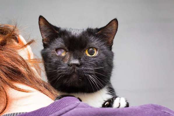 Котя ищет дом в Москве