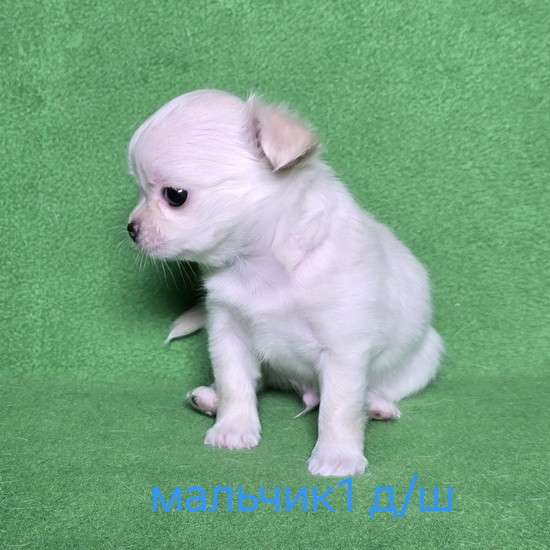 Очаровательный щенок чихуахуа в Москве фото 4