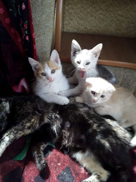Отдаем котят в добрые руки!