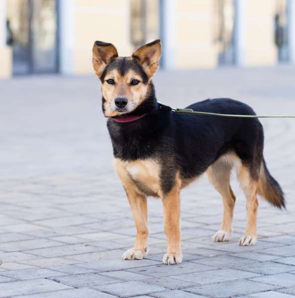 Красивая собачка размером с таксу в Санкт-Петербурге фото 5