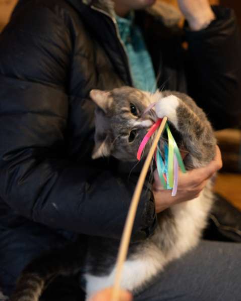 Кошечка с двумя лапками в поисках лучшей семьи в Москве фото 8