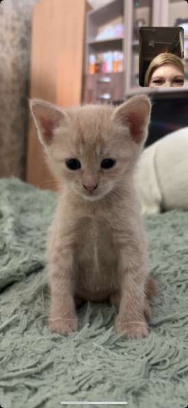 Отдам котят в Коломне фото 3