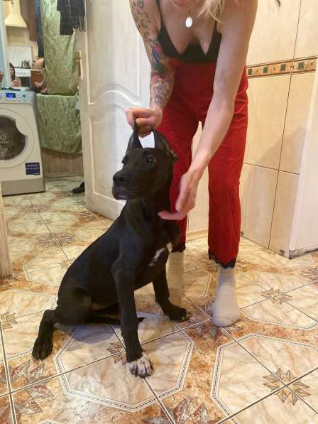 Собаки в Москве фото 7