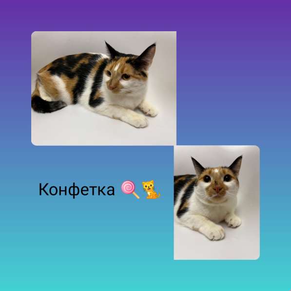 Конфетка в дар