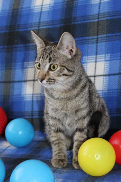 Котенок Рыся ищет дом