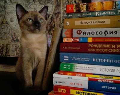 Тонкинские котята в Санкт-Петербурге