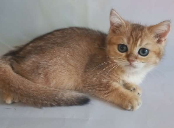 Шотландские котята золотая шиншилла