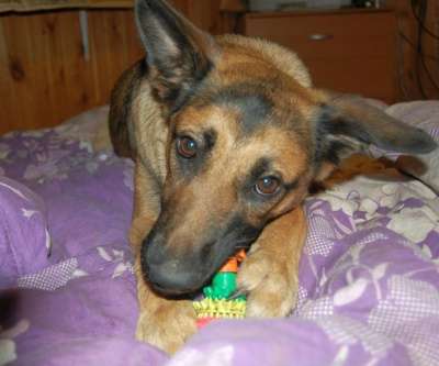 Отдам даром Альба в поисках дома в Санкт-Петербурге фото 3