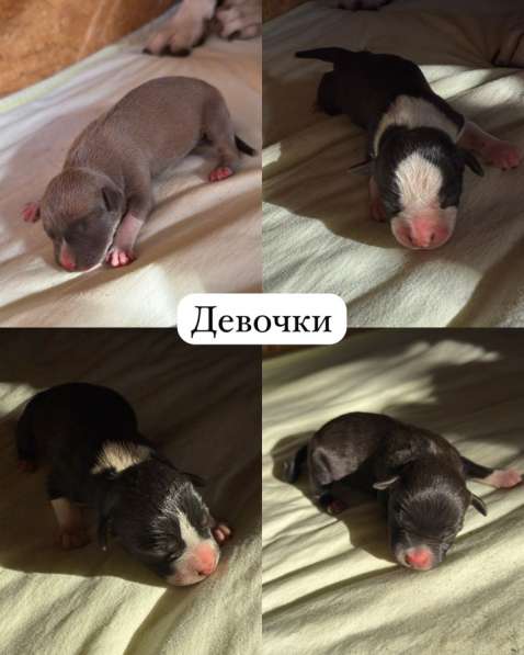Щенки Стаффорда в Краснодаре фото 3