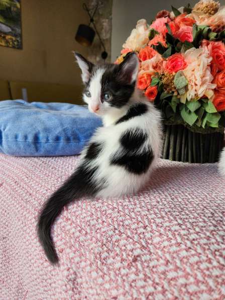 Котята ищут любящую семью в фото 6