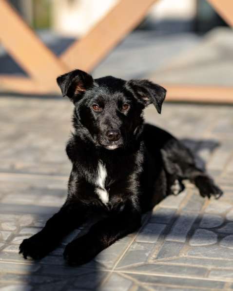 Молли — классическая чёрная собака-метис ищет дом в Москве фото 5