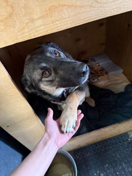 Ласковая и весёлая Мира в Москве фото 5