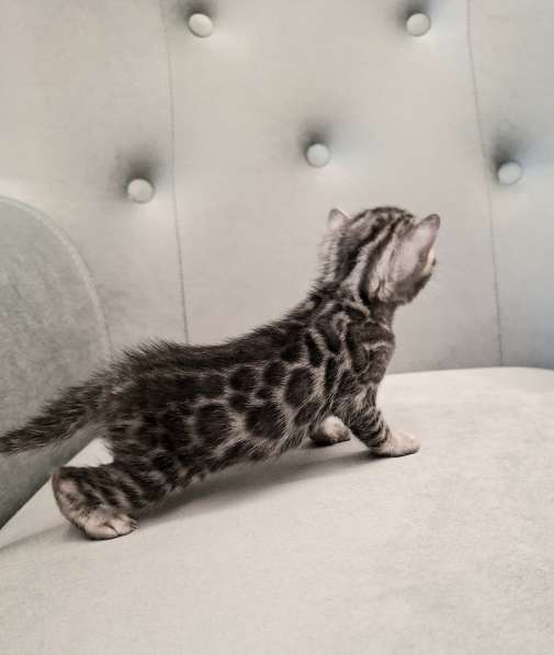 Бенгальские котята