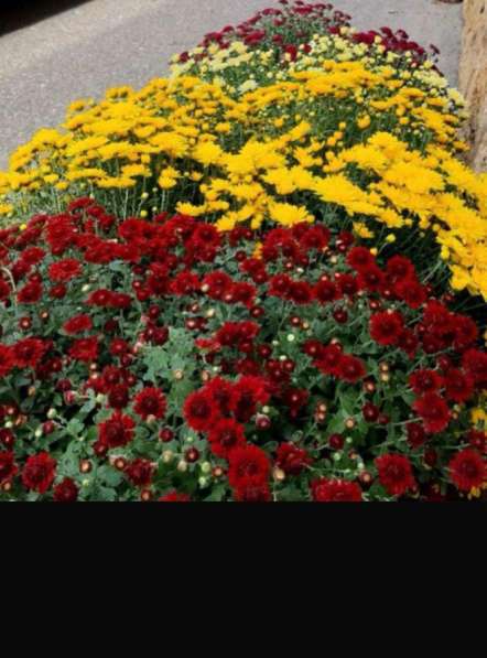 Хризантемы в Хасавюрте