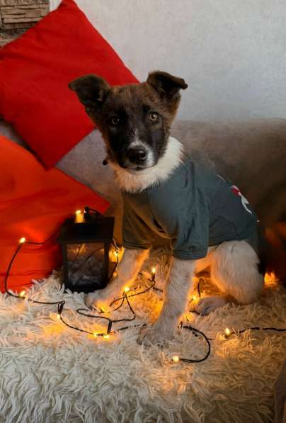 Очень красивые щенки в Санкт-Петербурге фото 15