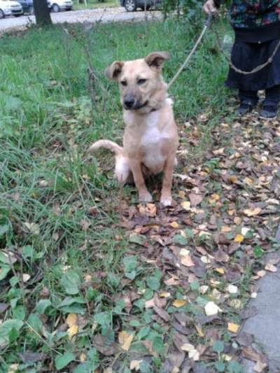 Отдам даром Ищем дом для Ладушки