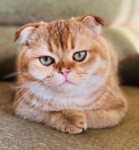 Ჩვენ ვეძებთ სწორი eared Scottish Chinchilla კატა მომდგარი, კ в