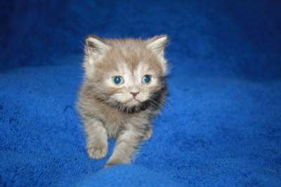 Британские котята в Москве фото 5