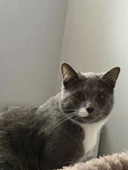 Кот в Москве фото 3