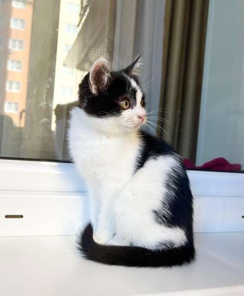 Котенок Мультик в самые добрые руки в Москве фото 4