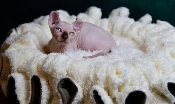 Котёнок DWELF в фото 3