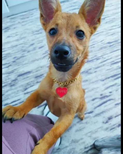 Мальчик в Добрые руки