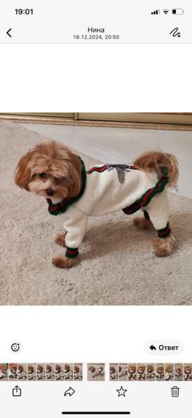 Одежда для собак в Омске