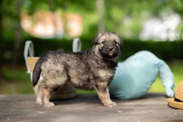 Щенята — почти волчата ищут дом в Москве фото 11