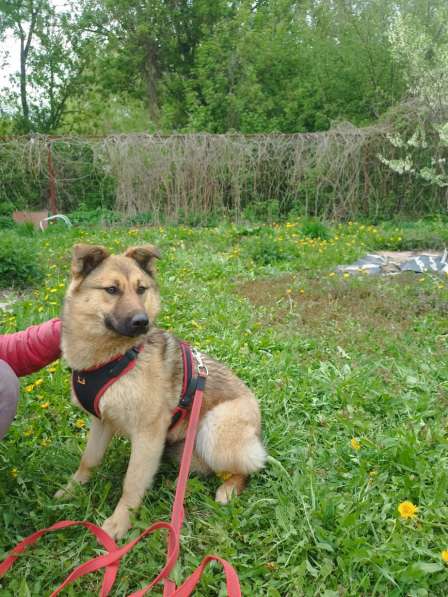 Щенок подросток Тёма ищет дом и семью в Москве фото 6