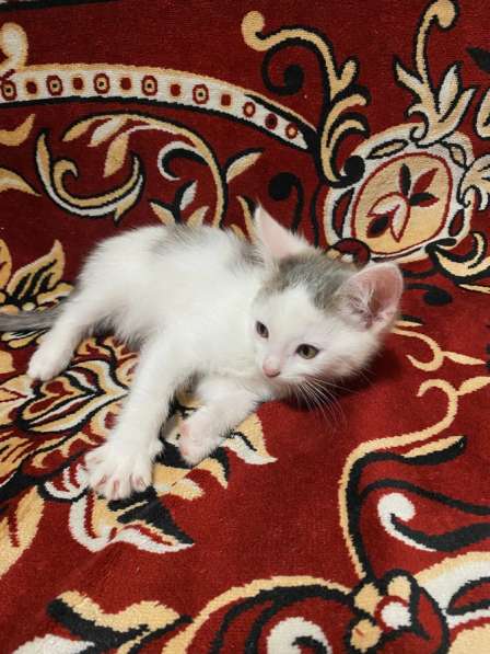 Отдам в добрые котят в Ижевске