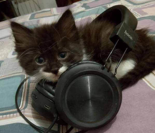 Котята 2 месяца