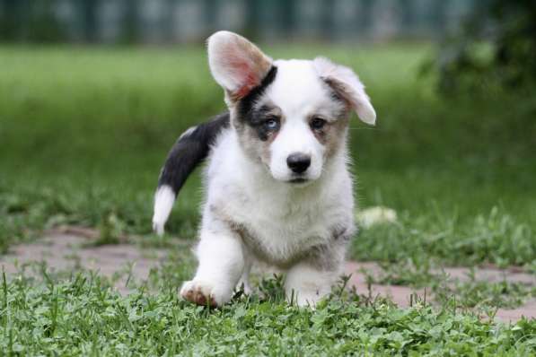 Вельш корги кардиган-мальчик в Москве фото 5