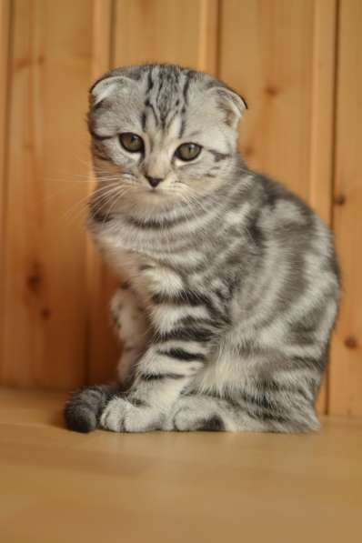 Шотландская вислоухая девочка-котенок в Санкт-Петербурге фото 5