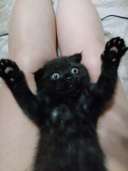 Продаются шотландские котята в Саратове фото 4