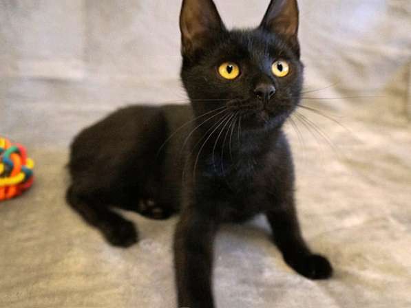 Милашка Бэмби, чудесный домашний котенок-подросток в дар