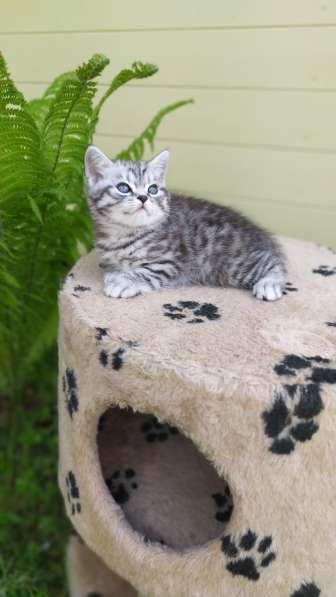 Котята пятно на серебре в Москве фото 7