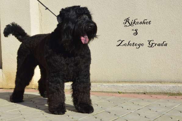 Щенки Русского Чёрного Терьера в Молдове!