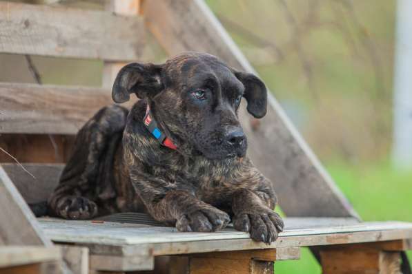Молодая девочка алано эспаньол Миранда в дар в Москве фото 8