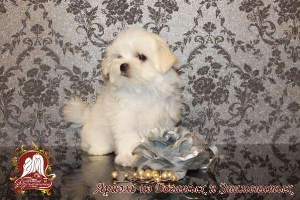 Продаются щенки мальтезе