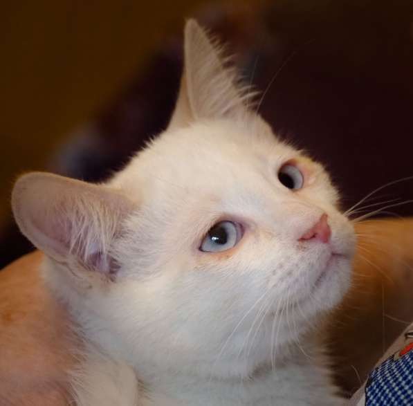 Ищем добрые руки для маленьких котят в Москве фото 8