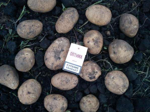 Картофель от 5 тонн в Кирово-Чепецке фото 4