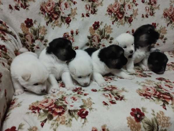 Собаки в фото 14