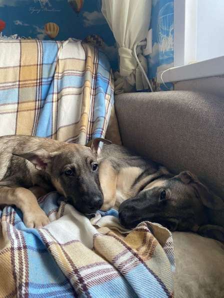 Щенки очень ждут своего человека в Москве фото 14