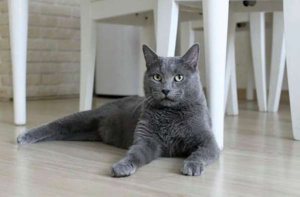 Красавец кот серо-голубого окраса в добрые руки