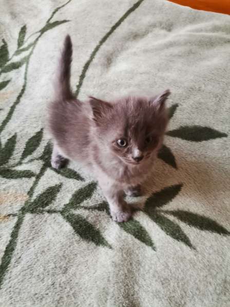 Котята в Подольске