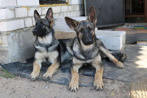 Щенки восточноевропейской овчарки (ВЕО) в фото 16