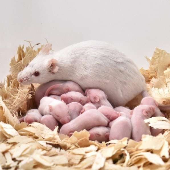 Кормовые крысы/мыши/зофобас/мучник в Бердске фото 5