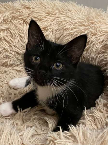 Чудесные котята ищут семью в Москве фото 12
